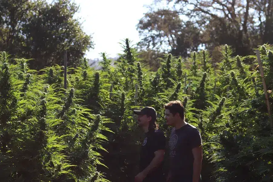 Cultivating Cannabis in the Outdoors