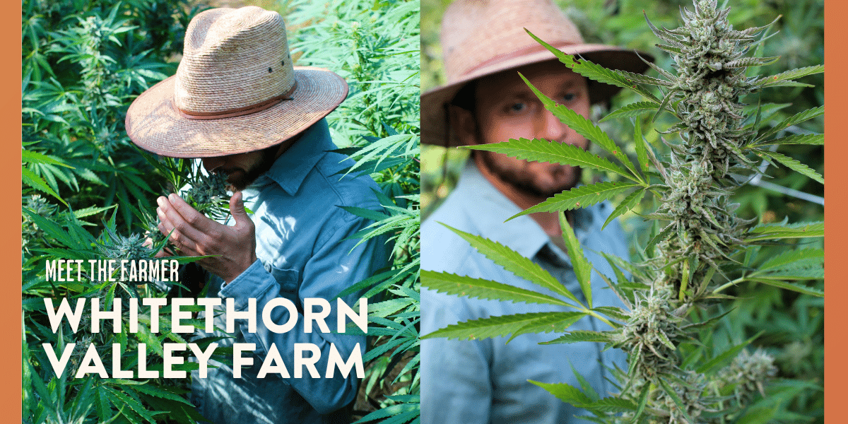 A farmer wearing a straw hat and jean shirt sniffs tall cannabis plants in the field.