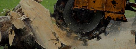Expert Stump Grinding Service