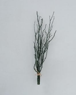 ענף עצים טבעי בגוונים ירוקים