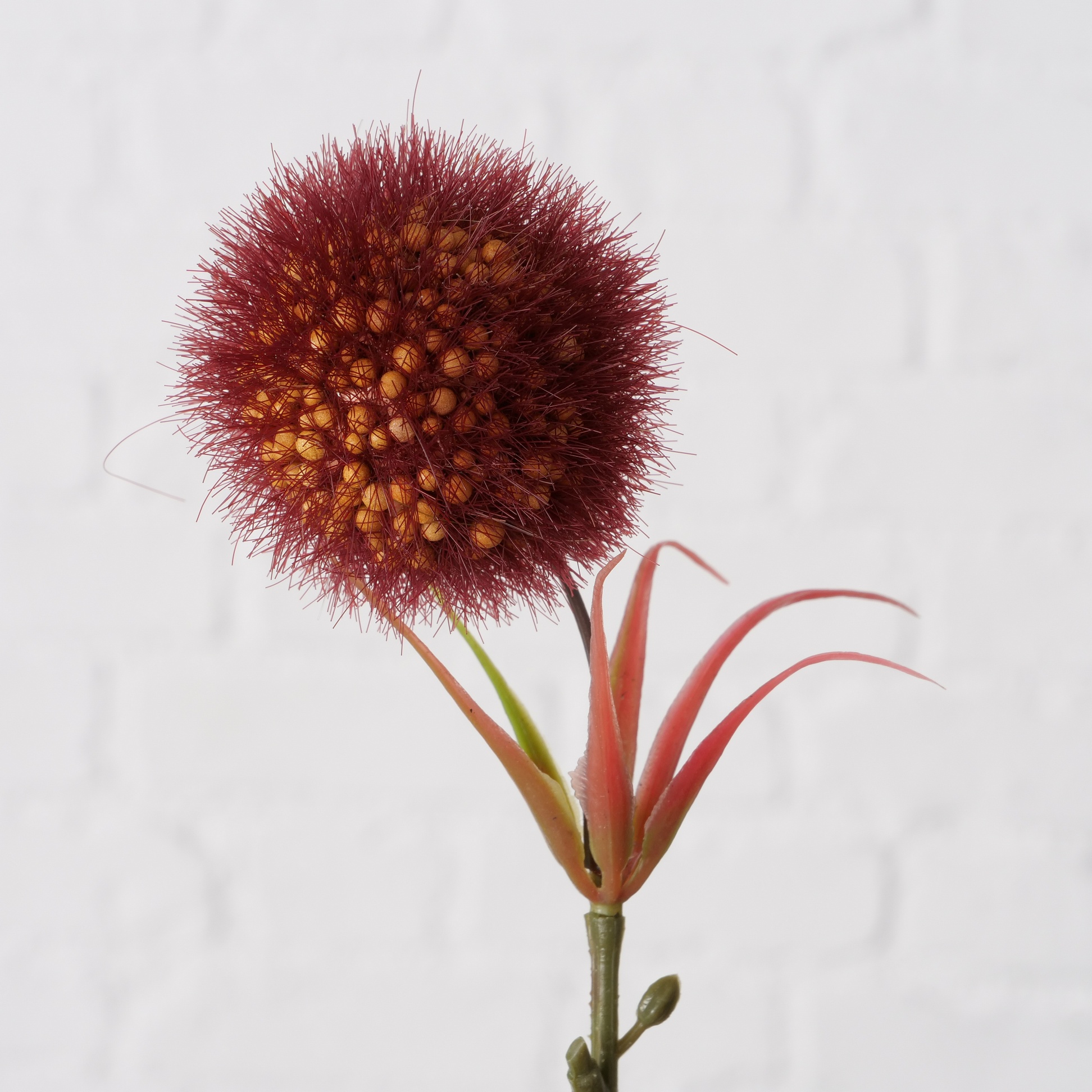 ⁦ענף דקורטיבי דמוי Allium⁩ – תמונה ⁦10⁩