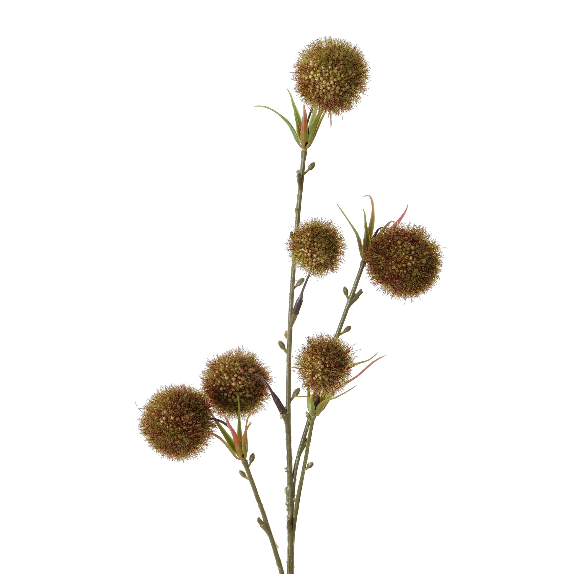 ⁦ענף דקורטיבי דמוי Allium⁩ – תמונה ⁦5⁩