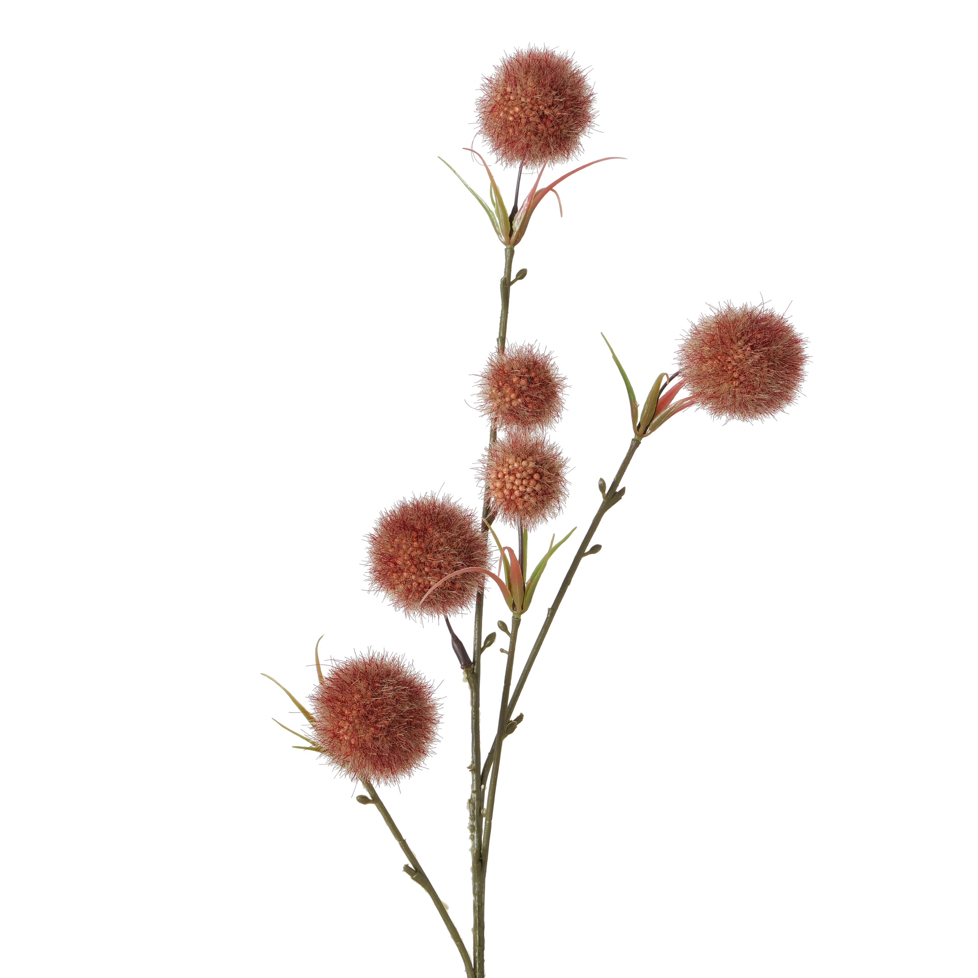 ⁦ענף דקורטיבי דמוי Allium⁩ – תמונה ⁦4⁩