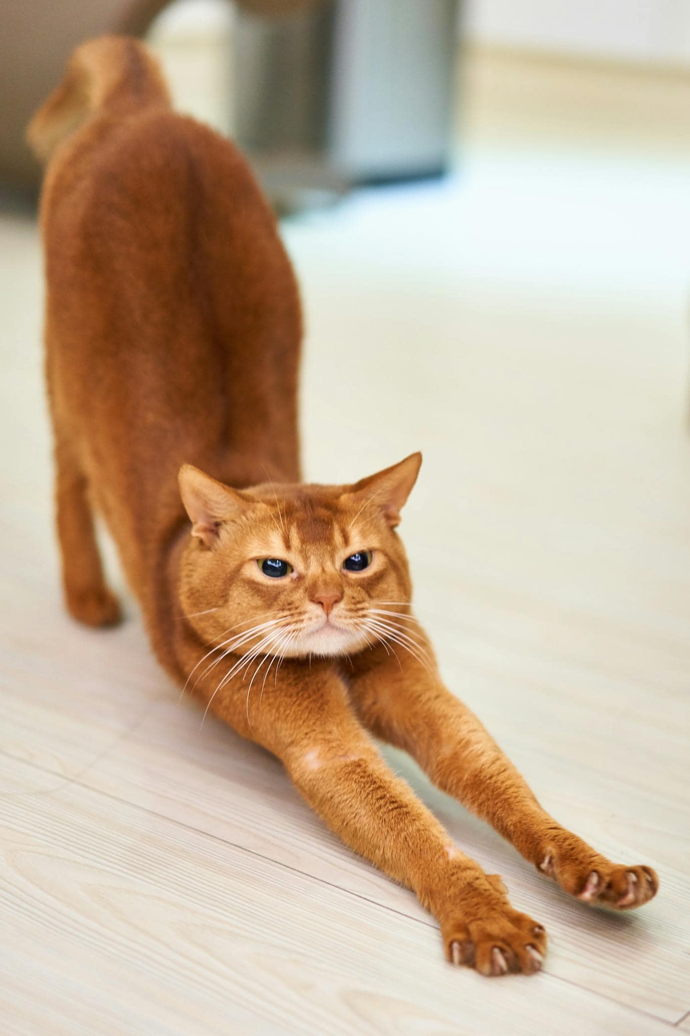 A cute ginger cat stretches on a wooden floor, showing its flexible feline body.