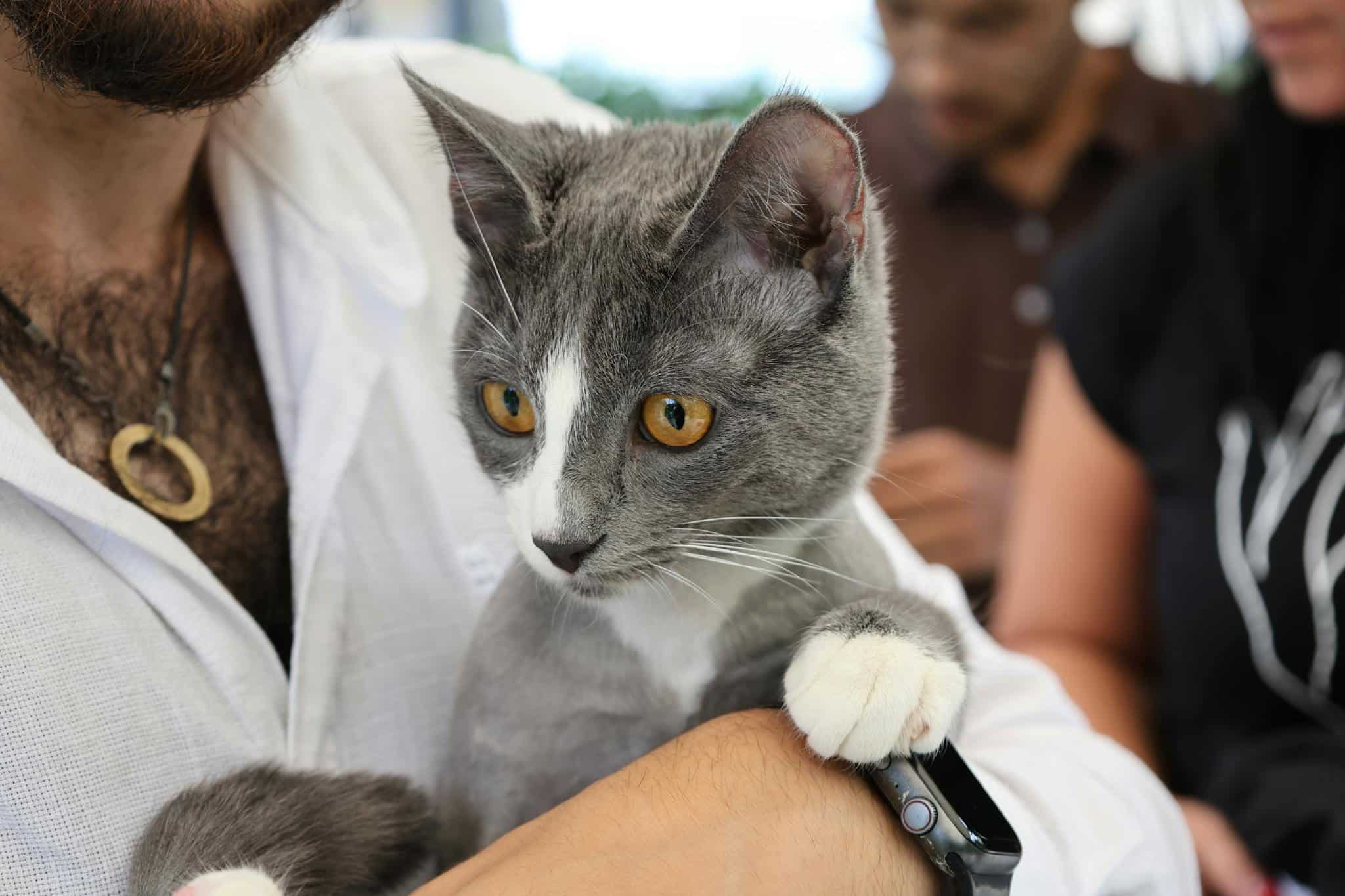 Gray Cat With Striking Yellow Eyes Being