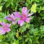 Mauve et peau