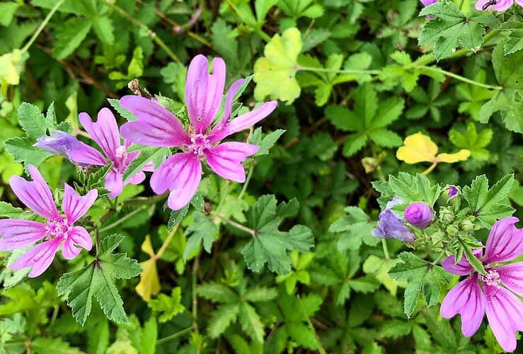 Mauve et peau