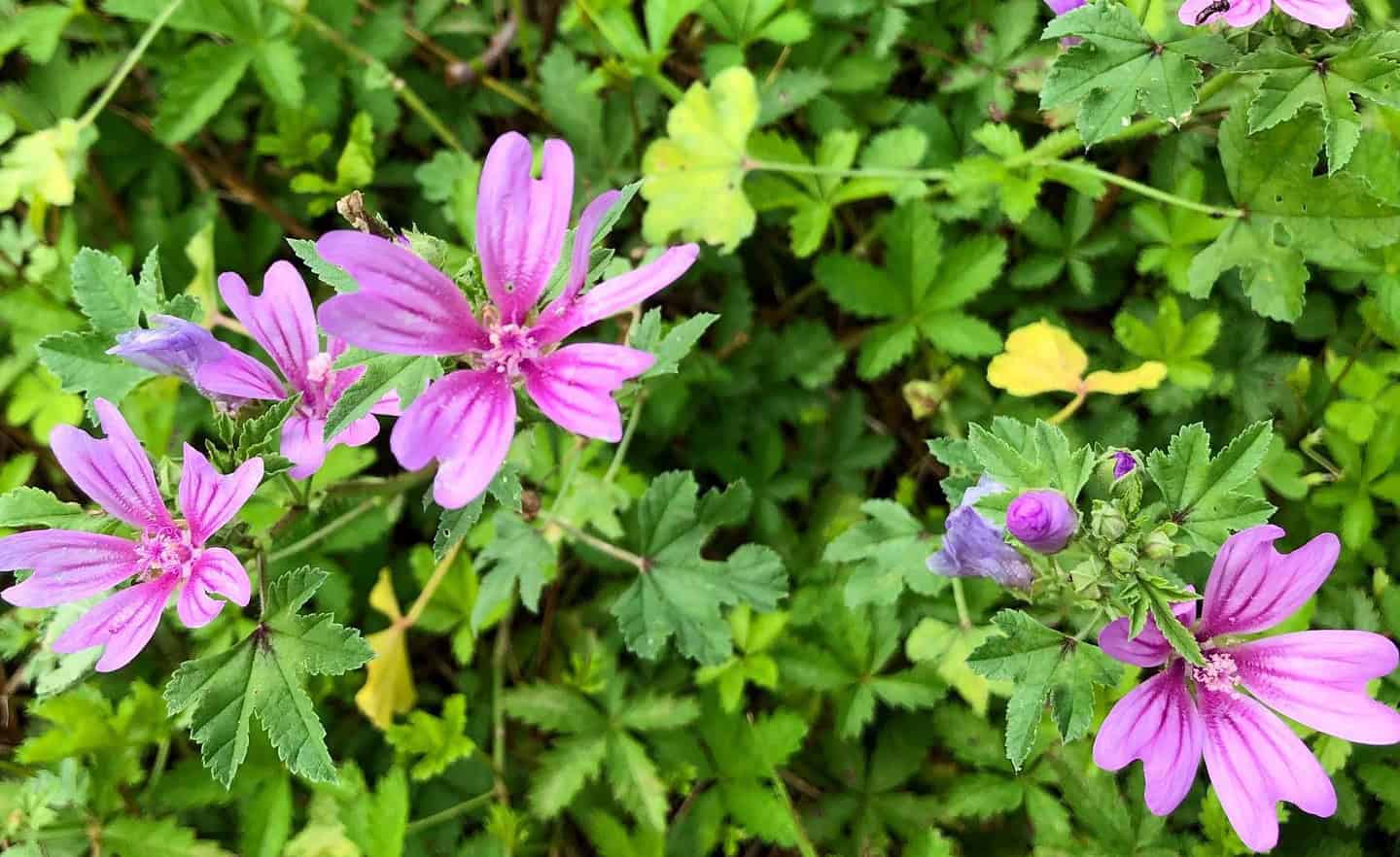 Mauve et peau