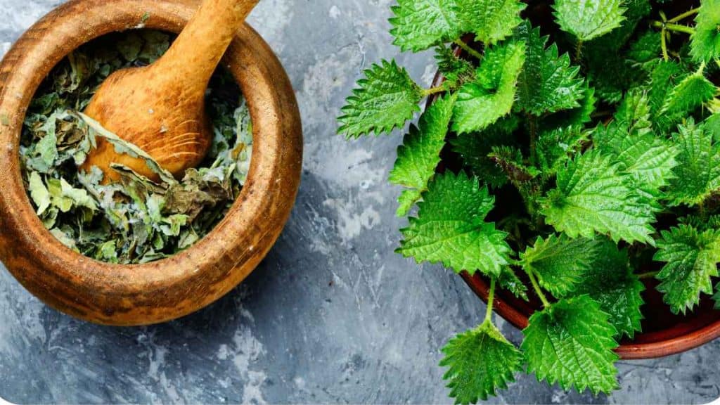 Ortie piquante et peau bienfaits