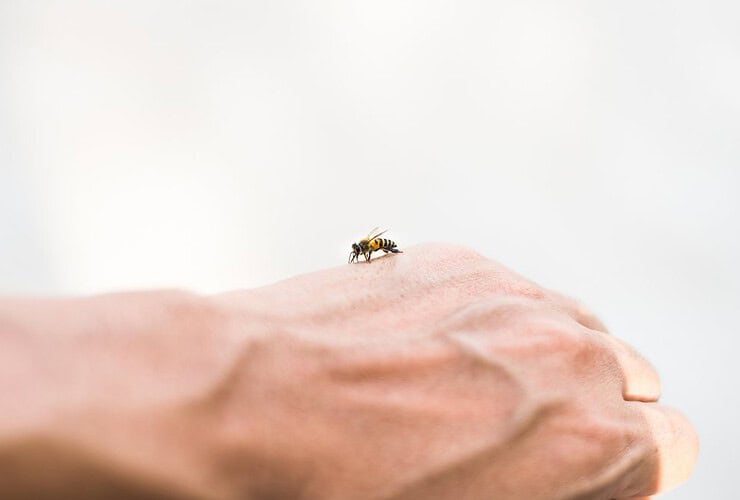 Venin d'abeille et peau