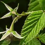 feuille framboisier acouchement