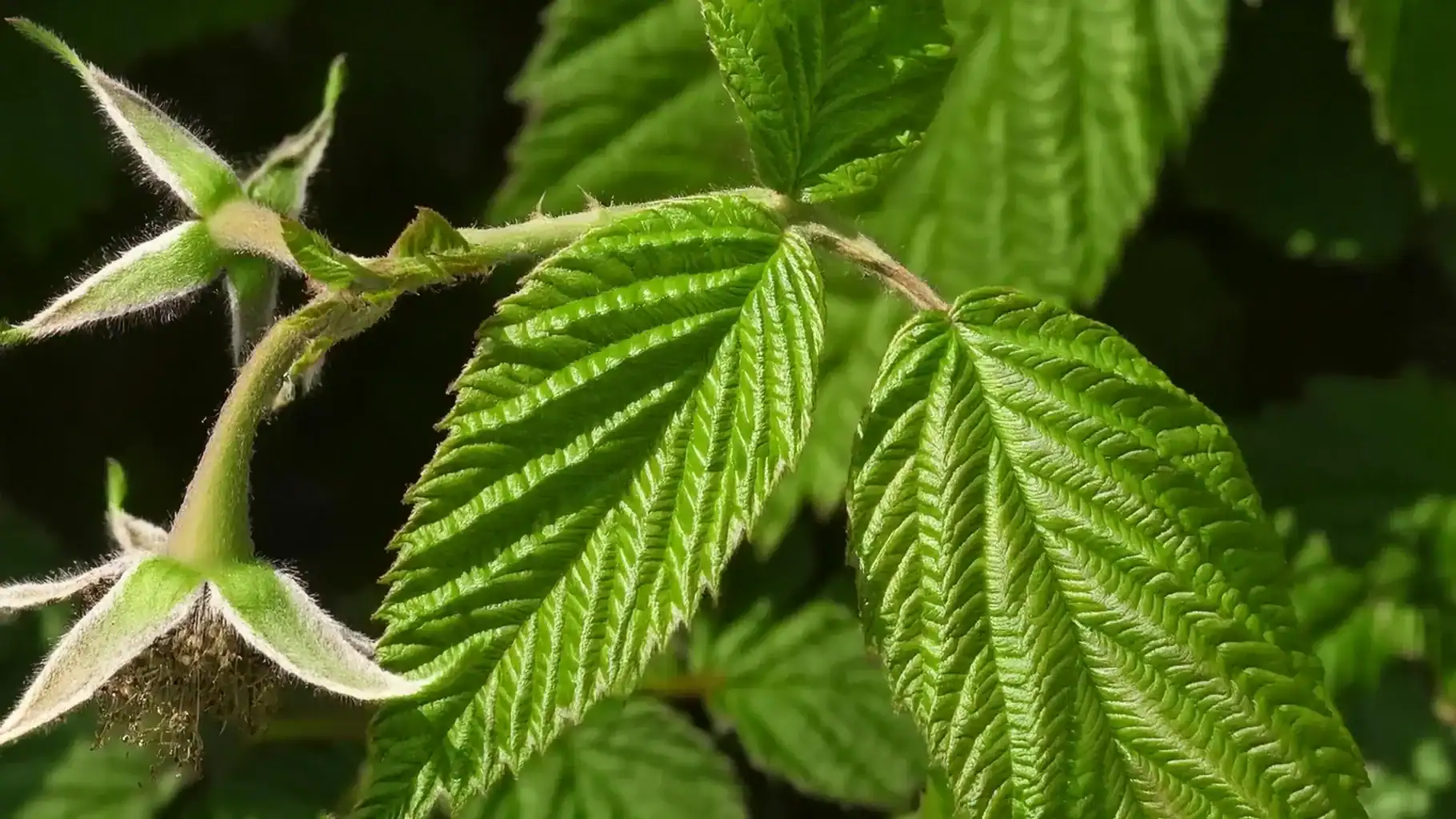 feuille framboisier acouchement