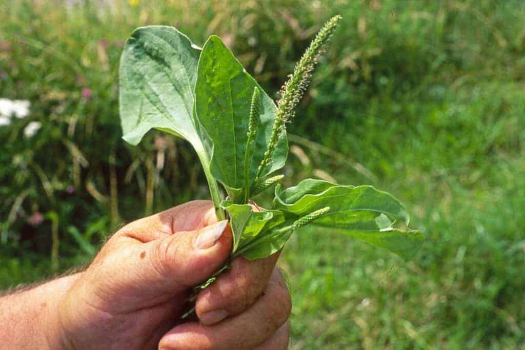 Plantain et peau : bienfaits, actifs et utilisations 3 Plantain et peau avis