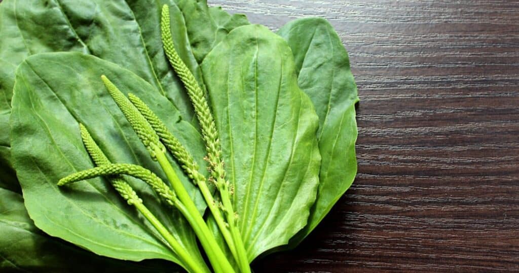 Plantain et peau : bienfaits, actifs et utilisations 2 Plantain et peau utilisation