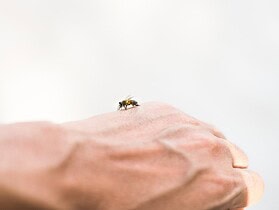 Venin d'abeille et peau