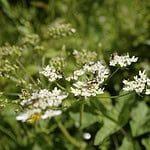 Apiacées