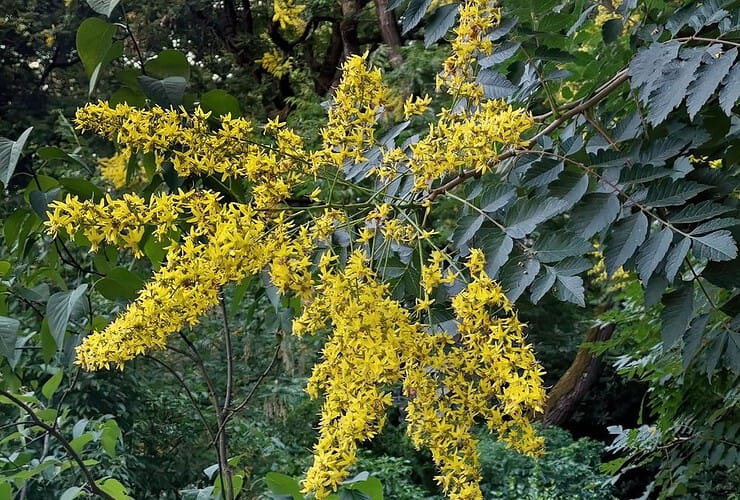Arbre savonnier