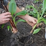 Bouturage du bananier