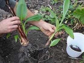 Bouturage du bananier