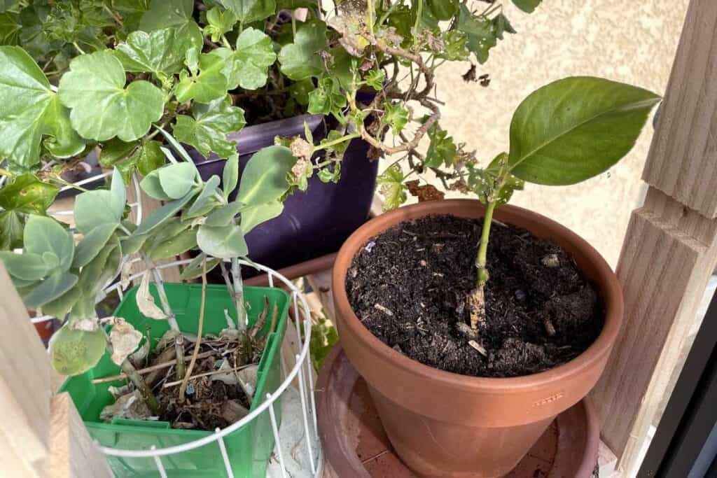 Bouturage du bananier