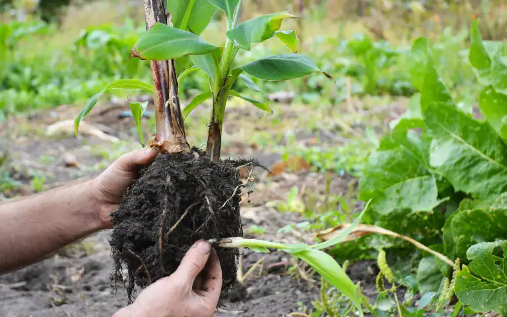 Comment faire le bouturage du bananier