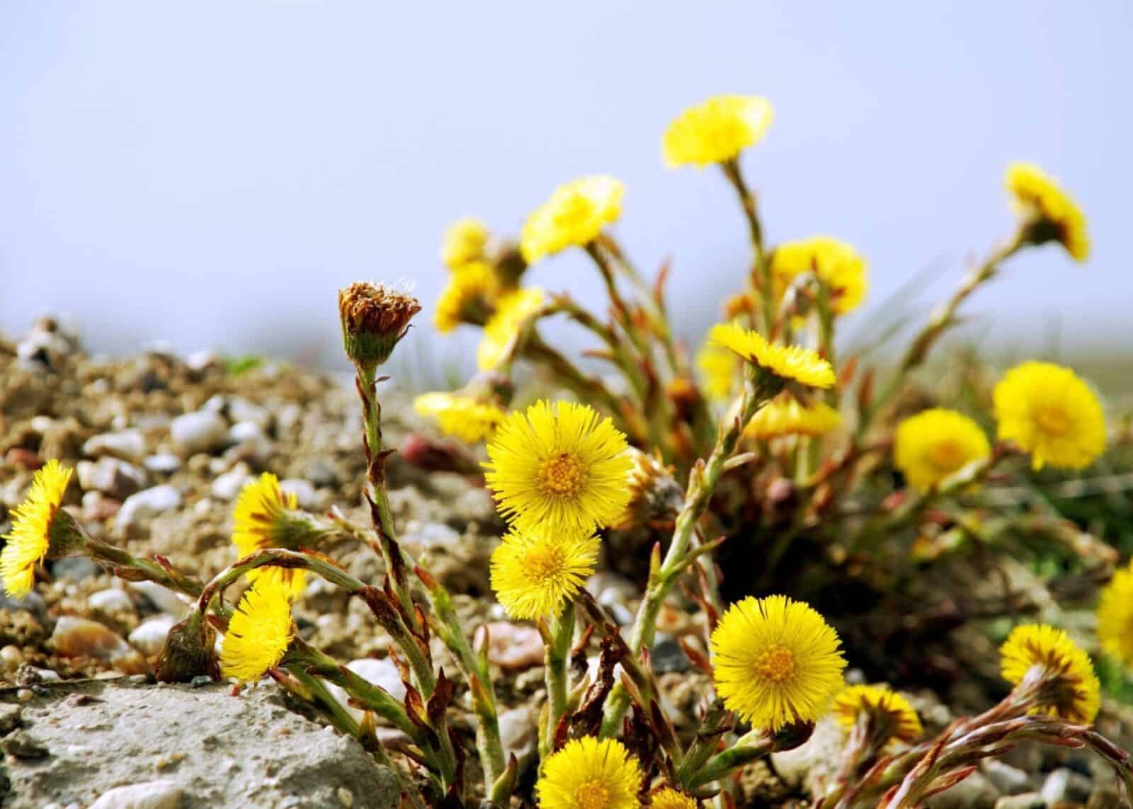 Fleurs jaunes sauvages