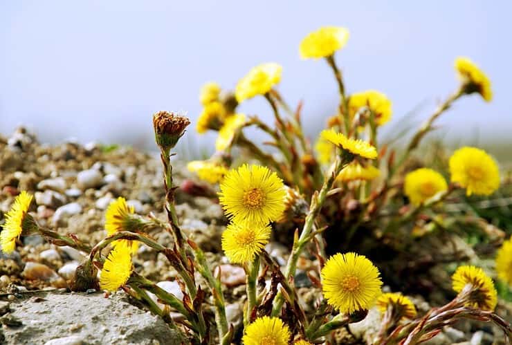 Fleurs jaunes sauvages