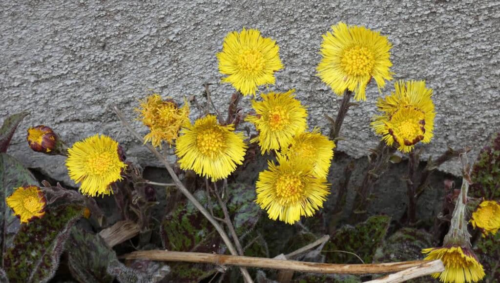 Fleurs jaunes sauvages avis
