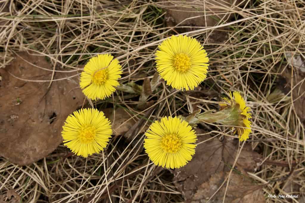 Fleurs jaunes sauvages 