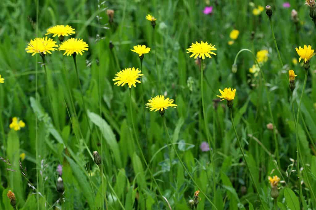 Fleurs jaunes sauvages champs