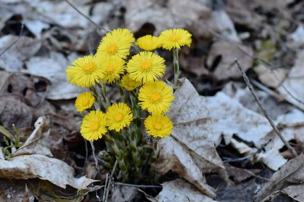 Fleurs jaunes sauvages spécificités