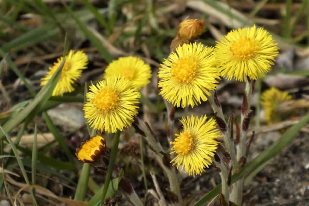 Fleurs jaunes sauvages types