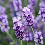 Lamiaceae Labiatae
