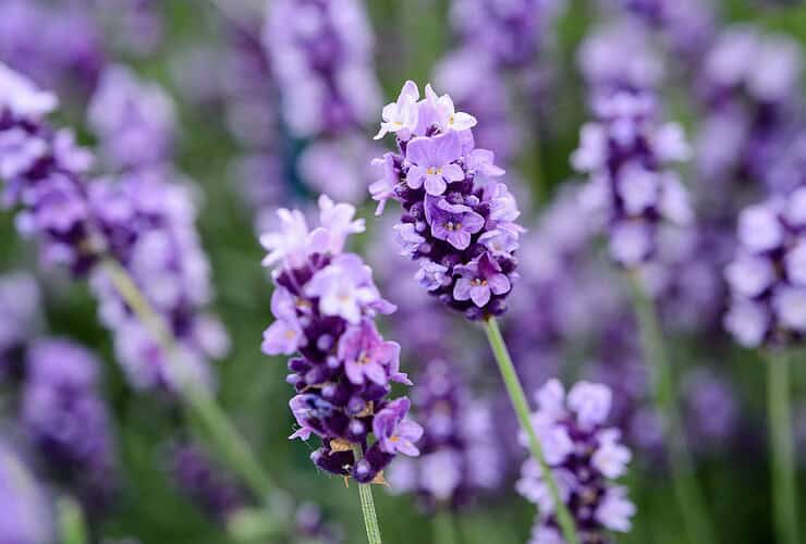 Lamiaceae Labiatae