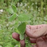 Menthe toxique