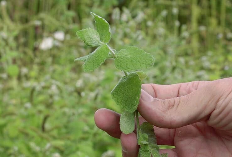 Menthe toxique