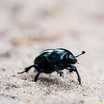 Minuscule insecte noir très petit