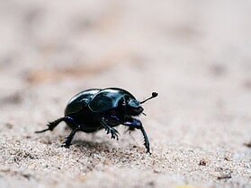 Minuscule insecte noir très petit
