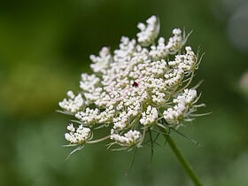Ombellifères