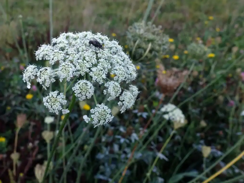 Ombellifères fleurs