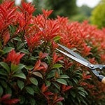 Quand et comment tailler un Photinia Red Robin ?