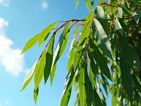 Tailler le saule crevette en été