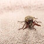 petit insecte marron
