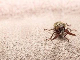 petit insecte marron
