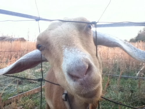 Image shows a close up of a light brown goat peeking its head through a wire fence.