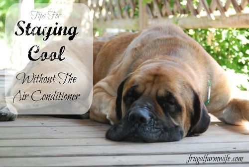 Image shows a large dog asleep on a deck with textbox that reads "Tips for staying cool without the air conditioner"
