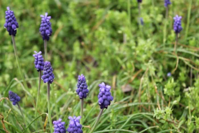 7 Things We Loved In March: A yard full of flowers