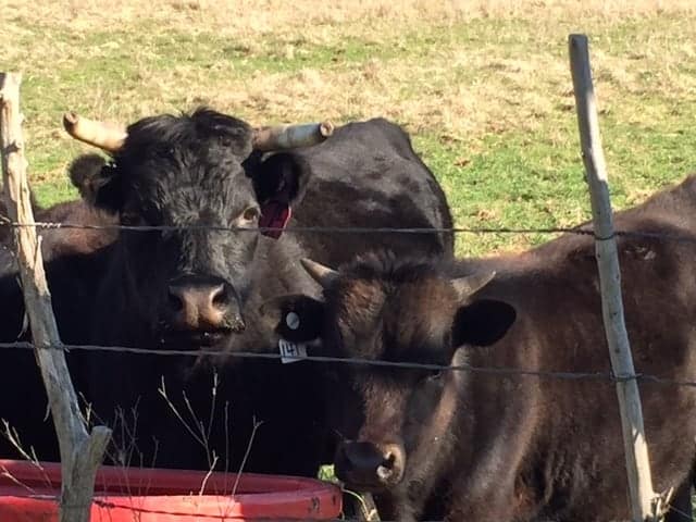 Dexter Cattle