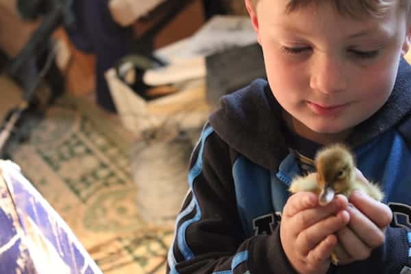 Image shows a young boy holding a duckling
