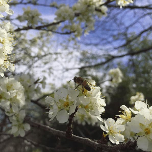 bees on the plum tree
